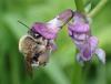 Eucera sp.